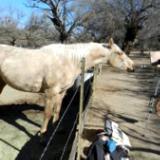 The Palomino who painted Tubac