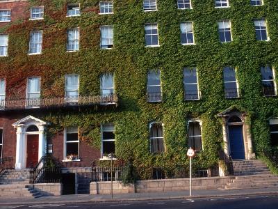 Ivy Covered Building Ivy Covered Building