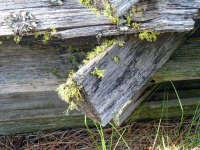 Lichen on the Fence