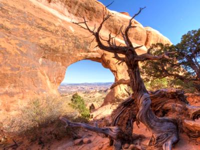 Walking Juniper Tree at Partition Arch Walking Juniper Tree at Partition Arch