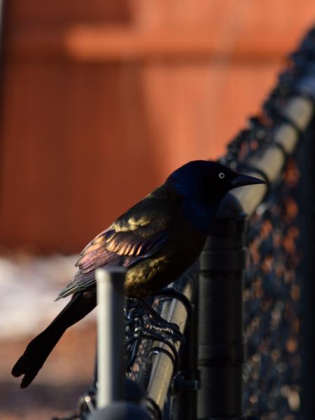 Common Grackle