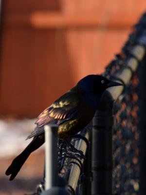 Common Grackle