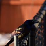 Common Grackle