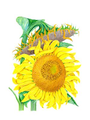 sunflower