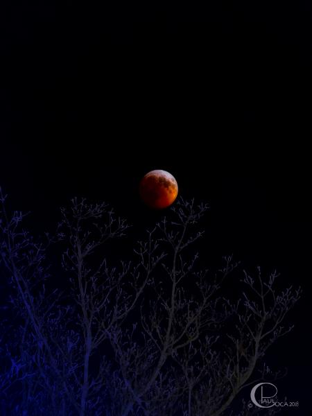 Blood Moon Eclipse Over Sleeping Dogwood