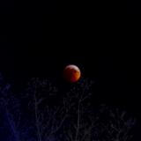 Blood Moon Eclipse Over Sleeping Dogwood