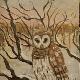 Owls Owls