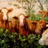Heifers in a Grove with Egrets