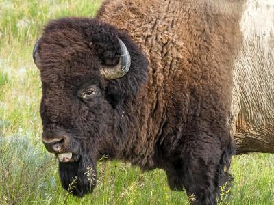 Buffalo with Tongue Out Buffalo with Tongue Out