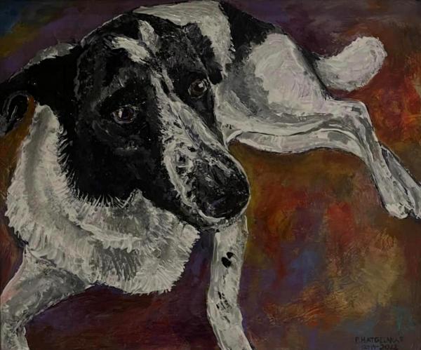 collie 1
