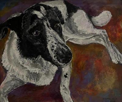 collie 1