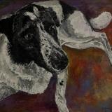 collie 1