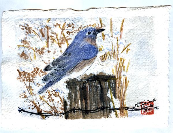 The Eastern Bluebird