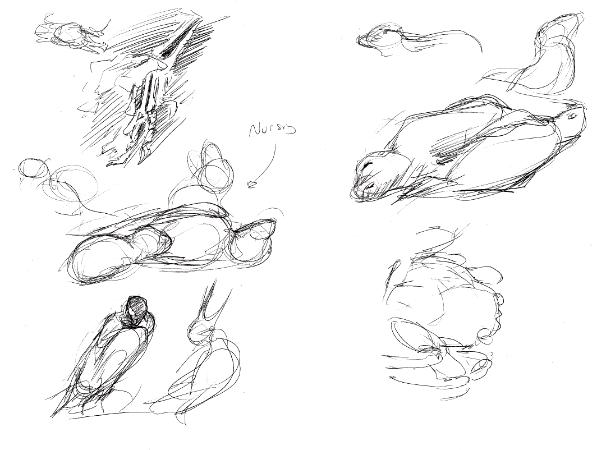Galapagos sketches 12