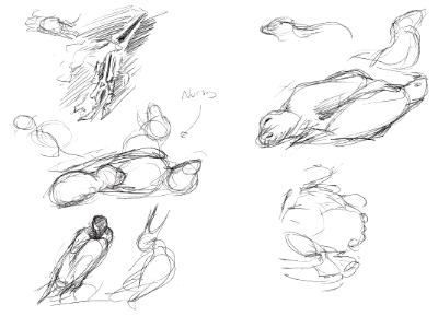 Galapagos sketches 12 Galapagos sketches 12