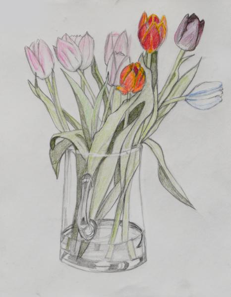 Tulips