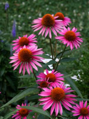 Purple Cone Flowers