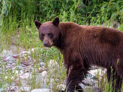 Black Bear Walking Black Bear Walking