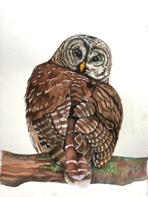 Barred Owl I