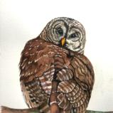 Barred Owl I