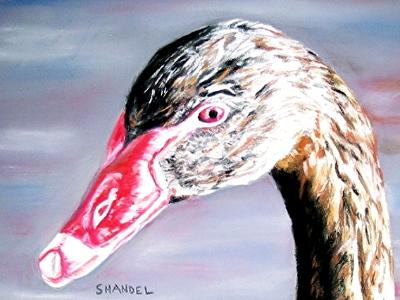 Swans Way-Black Swan