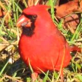 Cardinal in Grass