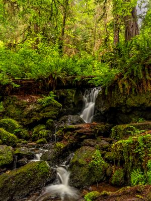 Trillium Falls Forest Trillium Falls Forest