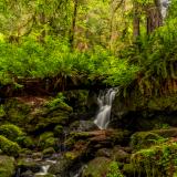 Trillium Falls Forest