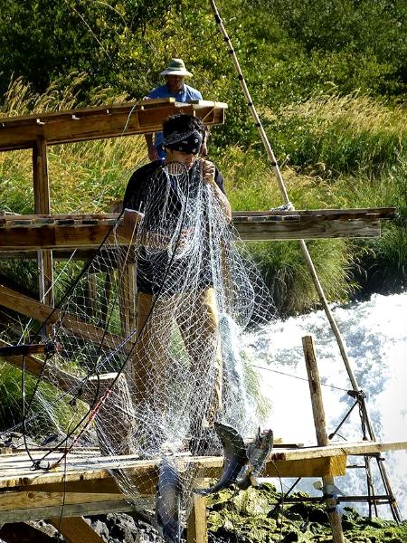 Netting on the Deschute's Close-Up