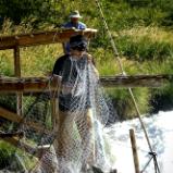 Netting on the Deschute's Close-Up