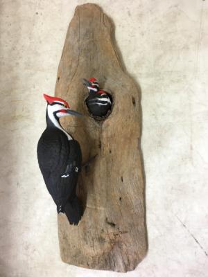 Life size Pileated Woodpecker and Fledglings