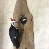 Life size Pileated Woodpecker and Fledglings