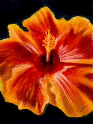 "Hibiscus #2" "Hibiscus #2"