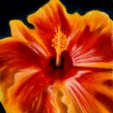 "Hibiscus #2"