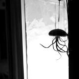 jellyfish cosmonaut (canon rf50 thypoch 28mm f/1.4)