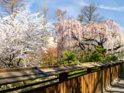 Garden Fence and Cherry Trees Garden Fence and Cherry Trees