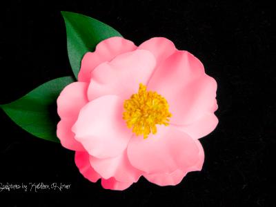 Camellia Pink Sasanqua Camellia Pink Sasanqua