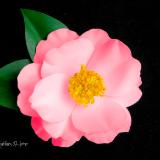 Camellia Pink Sasanqua