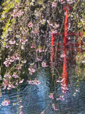 Japanese Pond Hanging Cherry Blossoms Japanese Pond Hanging Cherry Blossoms
