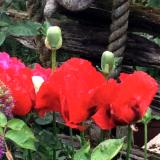 Our Favorite Red Poppies Against Split Rail Fence