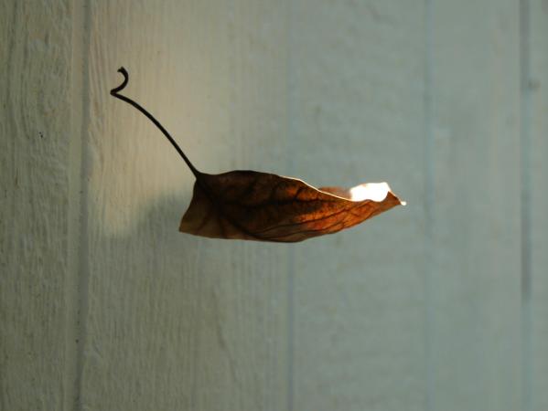hanging leaf