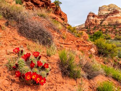 Claret Cup Cactus in Calf Creek Canyon Claret Cup Cactus in Calf Creek Canyon