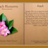 Peach Blossom, Delaware State Flower