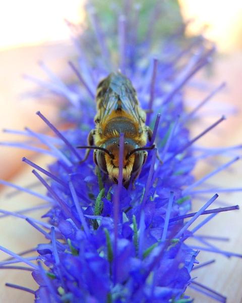 Leafcutter Bee on salvia