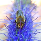 Leafcutter Bee on salvia