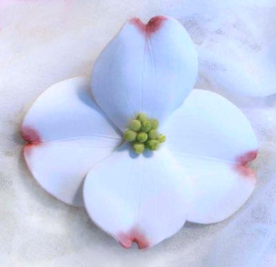 White Dogwood Pin White Dogwood Pin