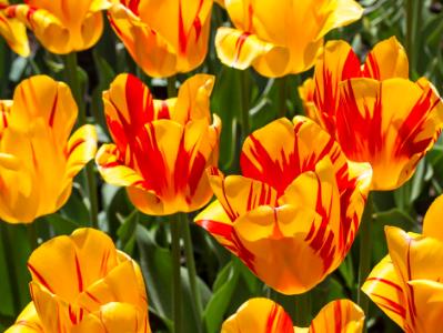 Olympic Flame Tulips Olympic Flame Tulips