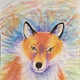 Red Fox Portrait 