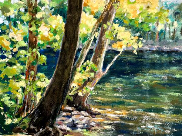 Sunlit Sycamores