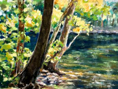 Sunlit Sycamores Sunlit Sycamores